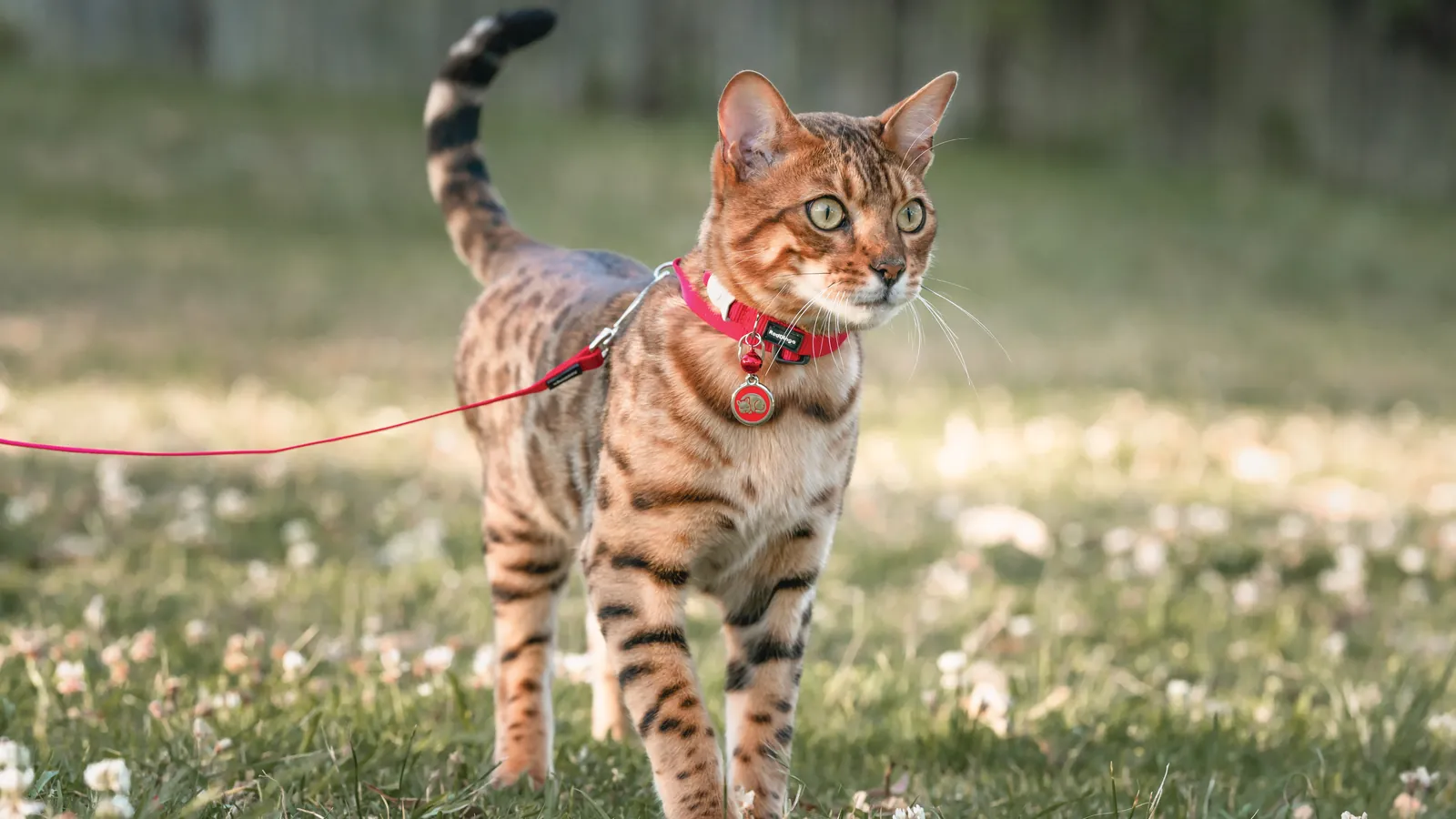 A Bengal cat on a red leash and collar with a round Red Dingo ID tag, walking through sunlit grass