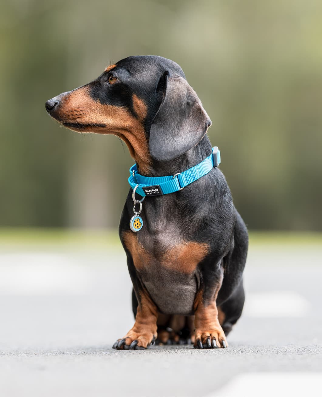 A dachshund sitting outdoors wearing a teal Red Dingo collar and an enamel pet ID tag