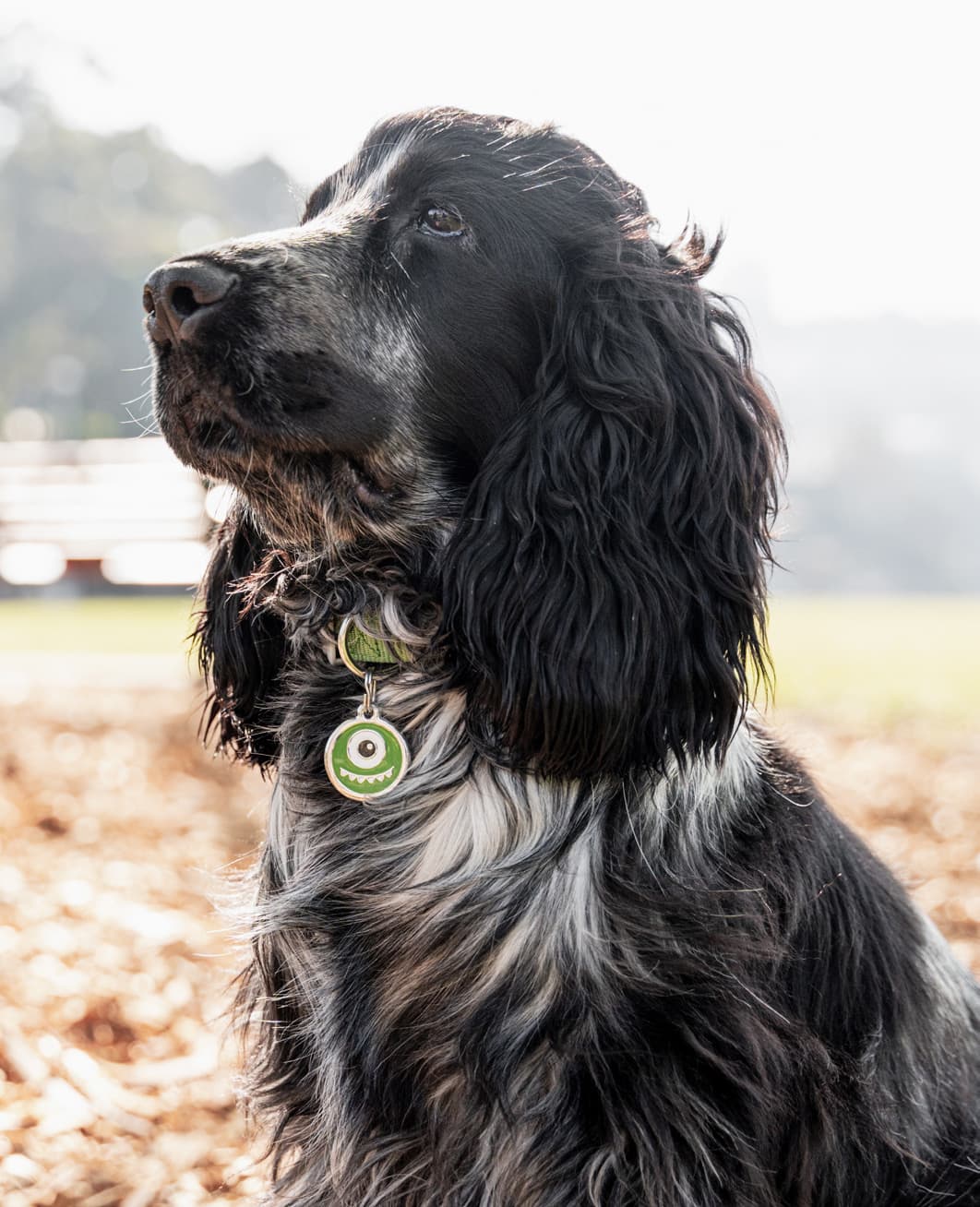 A black spaniel in warm evening light wearing a Red Dingo enamel pet ID tag