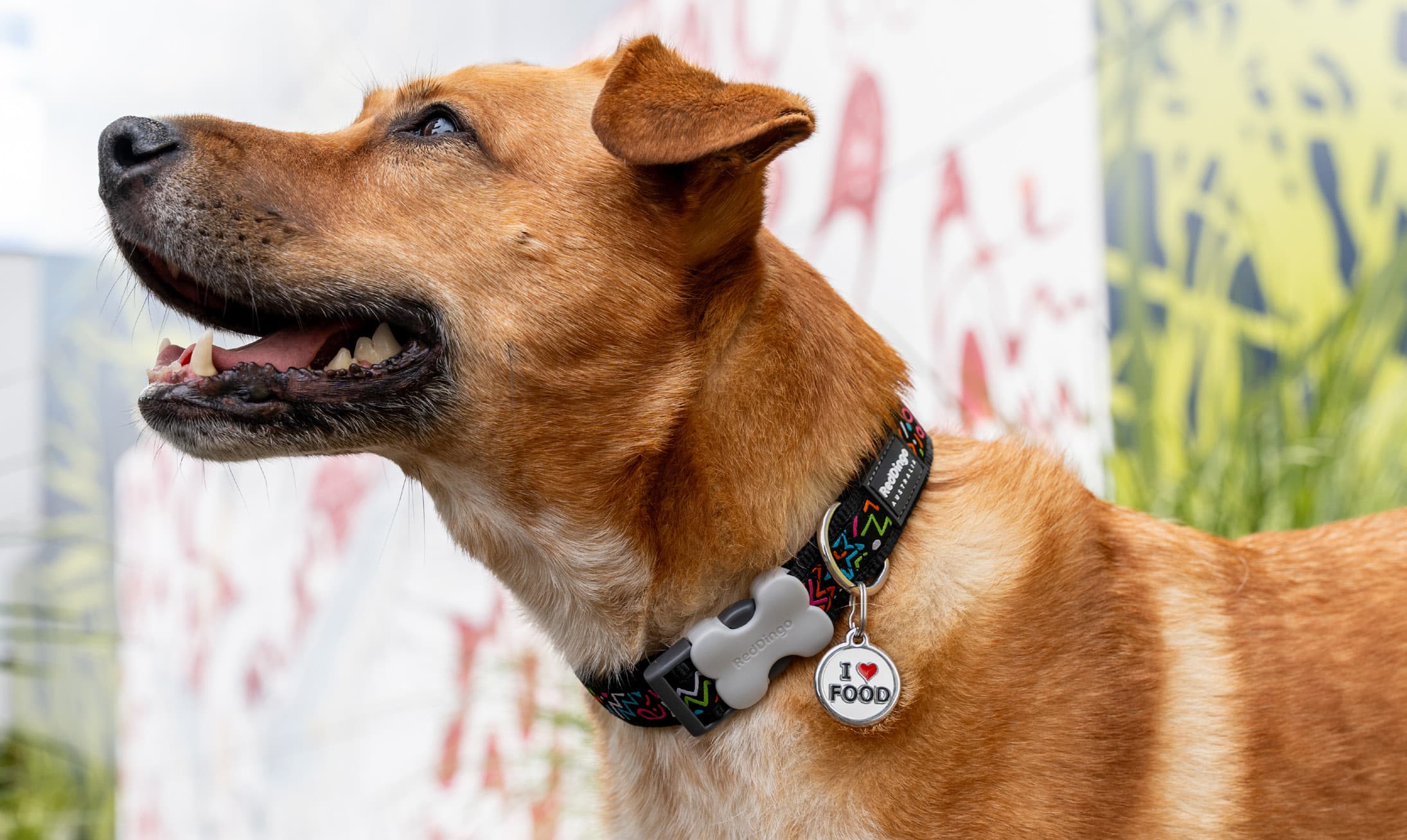 A happy ginger dog wearing a Red Dingo collar and a personalised stainless steel pet ID tag