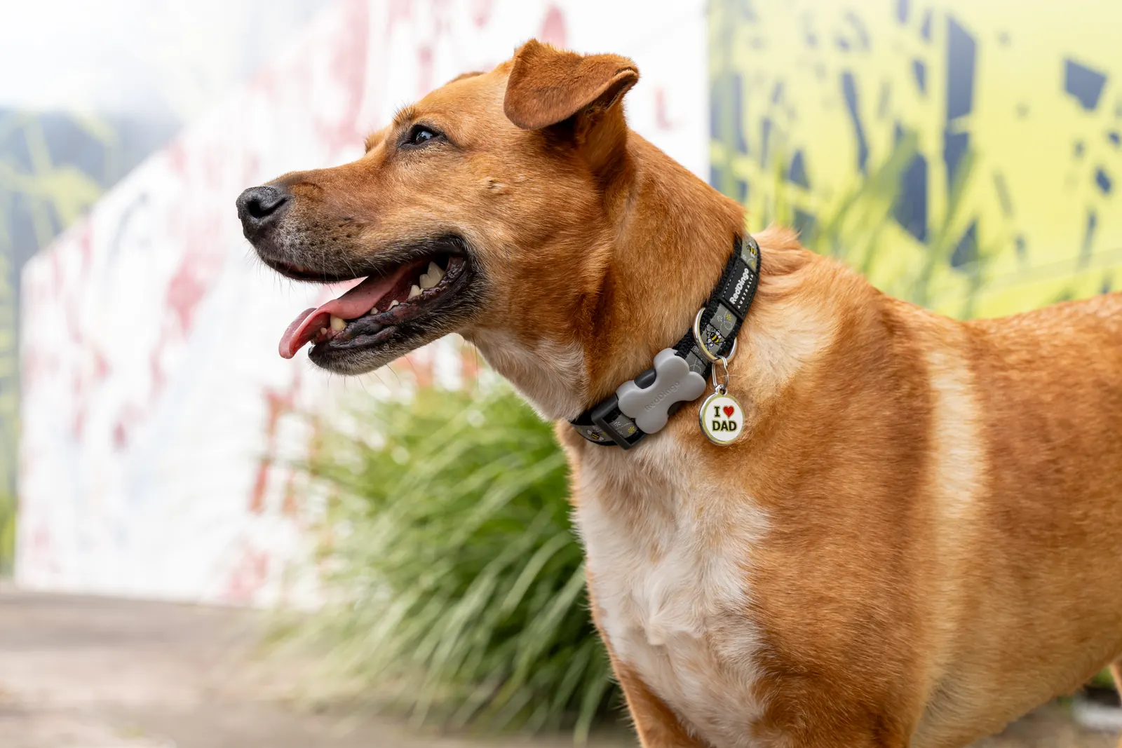 Dog wearing a genuine Red Dingo I Love Dad pet ID tag on its collar